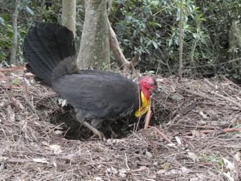 Australian Brushturkey Mowbray Park, North Ryde, NSW, Australia Tue, 9/14/2021