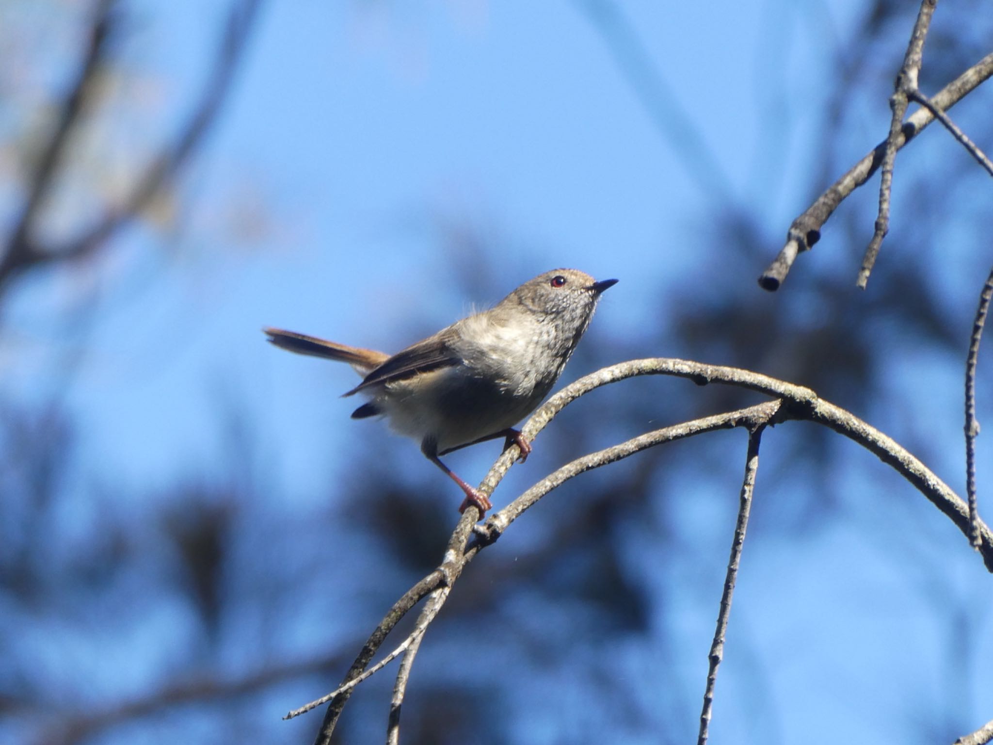 Photo of Brown Thornbill at Harold Reid Reserve, Middle Cove, NSW, Australia by Maki