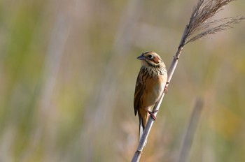 Chestnut-eared Bunting 静岡県磐田大池 Sun, 11/21/2021