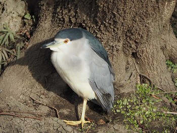 Black-crowned Night Heron Unknown Spots Sat, 12/16/2017