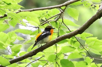 2022年5月17日(火) 座間谷戸山公園の野鳥観察記録