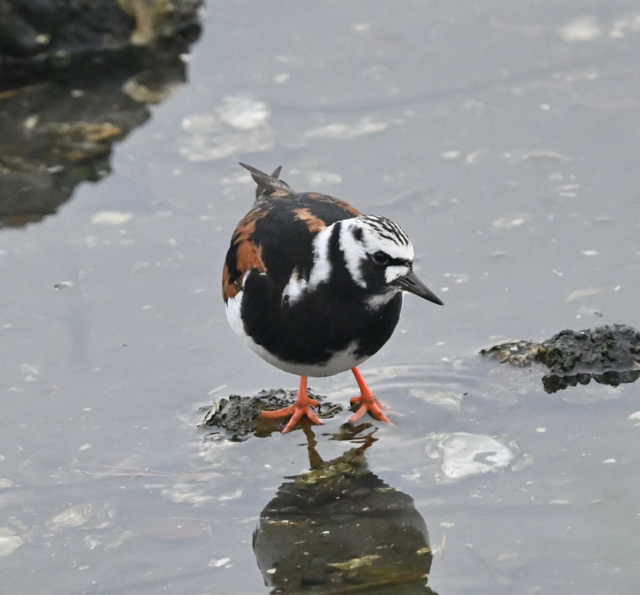 野島公園 キョウジョシギの写真 by Biker