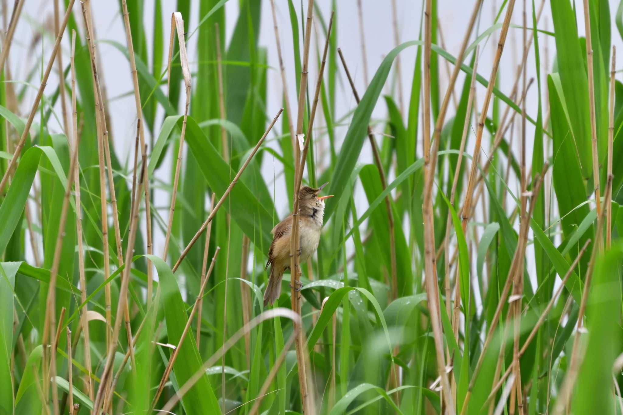 オオヨシキリ