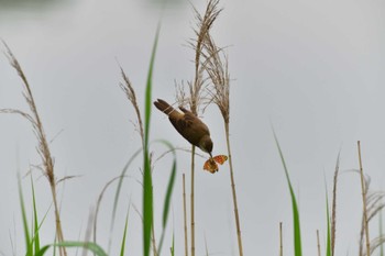 2022年5月17日(火) 長浜公園の野鳥観察記録