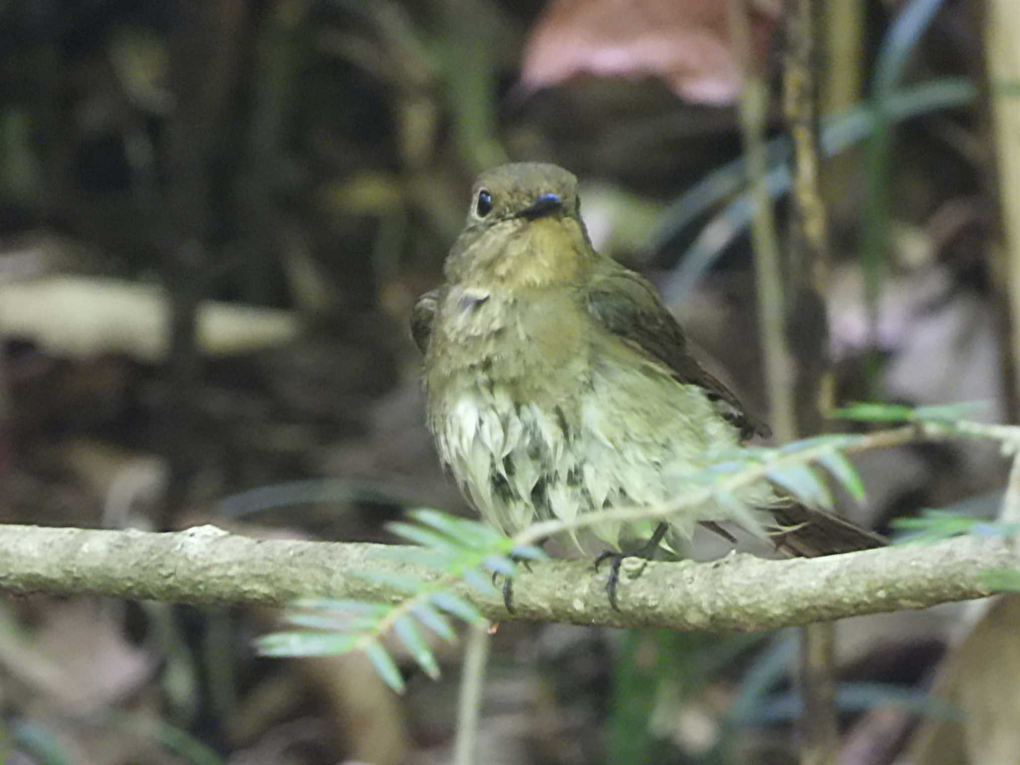 Blue-and-white Flycatcher