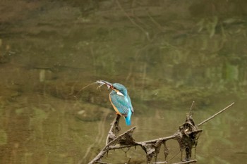 Common Kingfisher 川崎 Tue, 5/17/2022