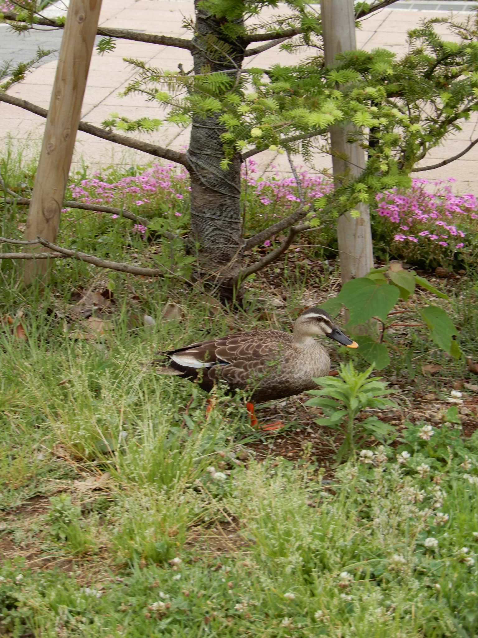 平和の森公園、妙正寺川 カルガモの写真 by morinokotori