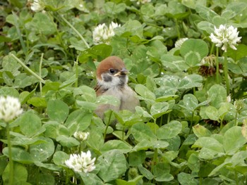 2022年5月17日(火) 平和の森公園、妙正寺川の野鳥観察記録