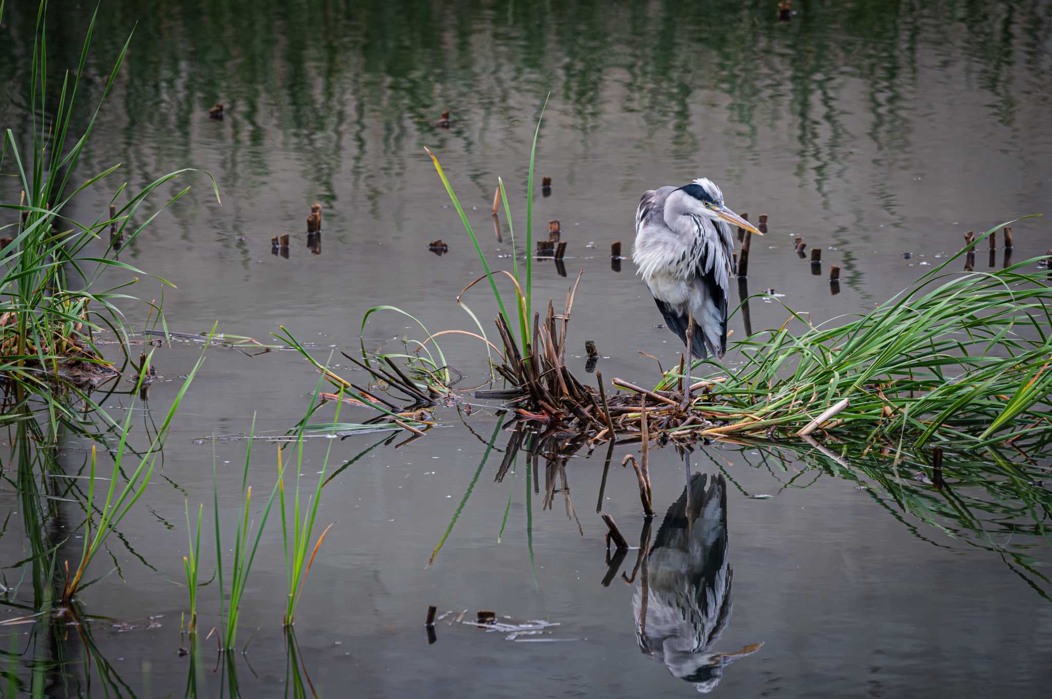 Cloudy morning by Tosh@Bird