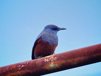 2017年12月16日(土) 野比海岸の野鳥観察記録