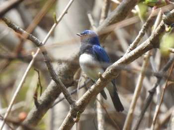 オオルリ 旭山記念公園 2022年5月5日(木)