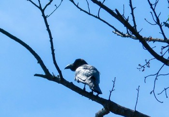 ハシブトガラス 多摩川 2022年5月10日(火)