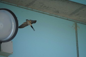 Red-rumped Swallow 御津漁港 Tue, 5/17/2022