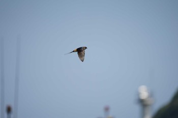 Red-rumped Swallow 御津漁港 Tue, 5/17/2022