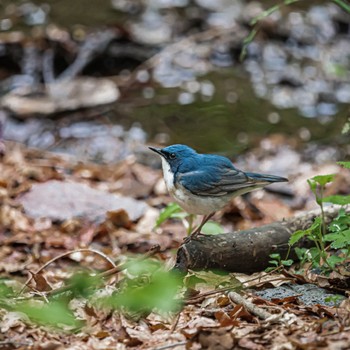 Siberian Blue Robin 長野県 Tue, 5/17/2022