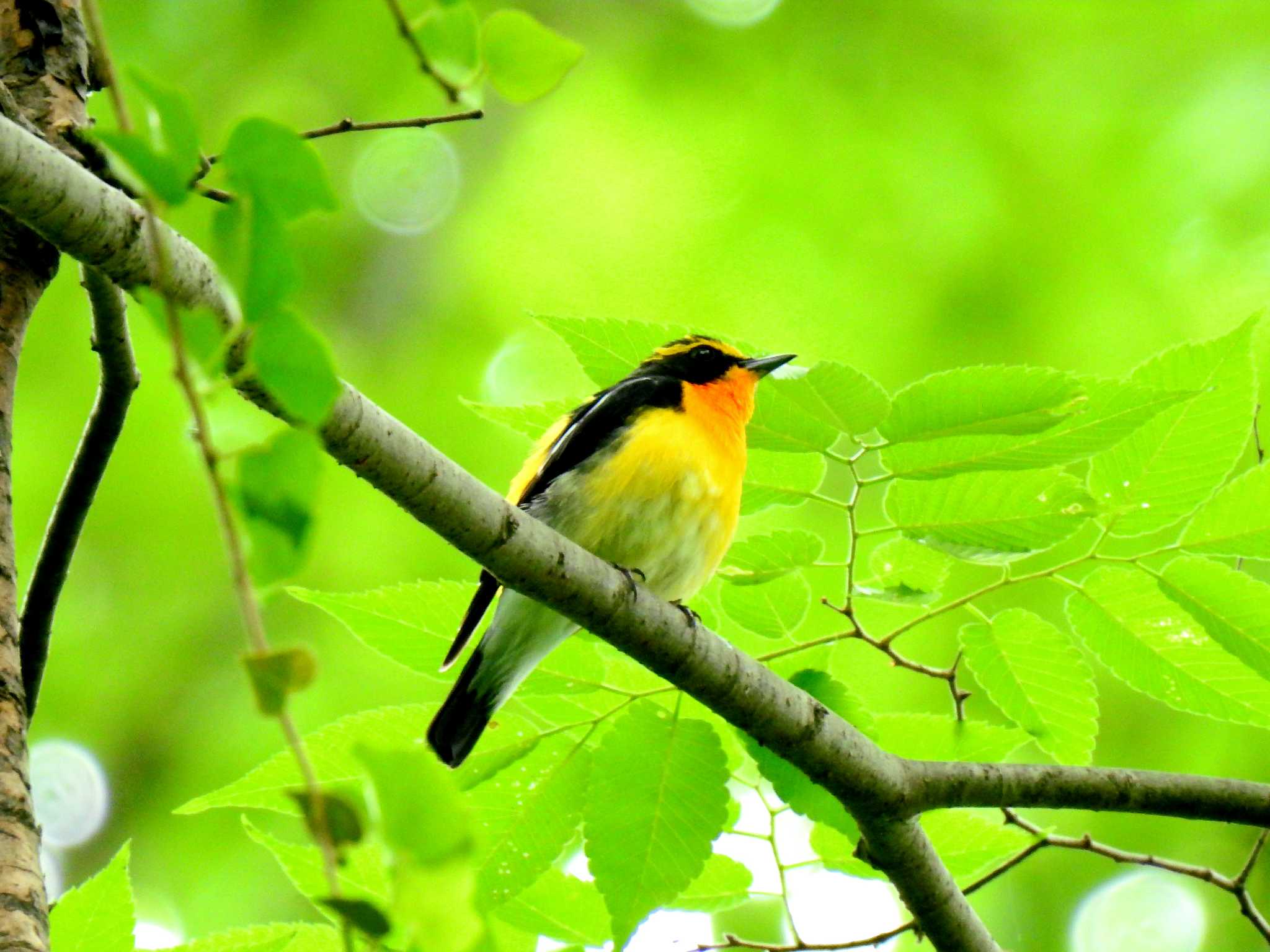 Narcissus Flycatcher