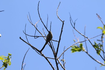 2022年5月17日(火) 平岡公園(札幌市)の野鳥観察記録