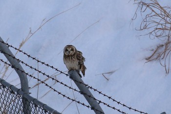 Short-eared Owl 北海道 函館市 函館空港脇 Sat, 12/16/2017