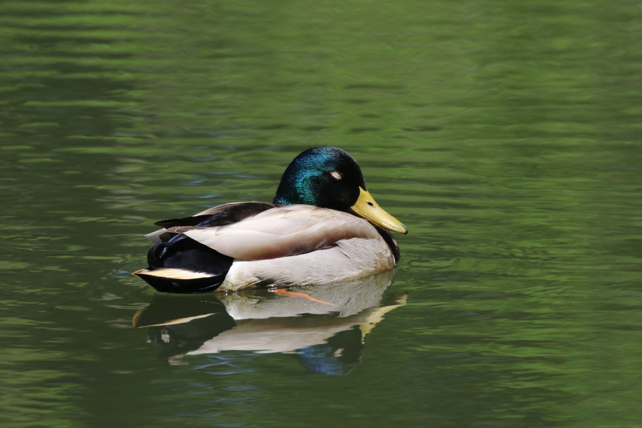 平岡公園(札幌市) マガモの写真 by will 73