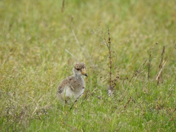 Grey-headed Lapwing 徳島市川内町 Tue, 5/17/2022