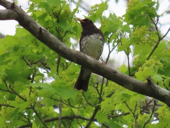 2022年5月15日(日) 西岡公園(西岡水源地)の野鳥観察記録