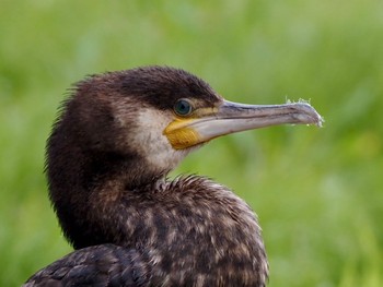 カワウ 水元公園 2022年5月17日(火)