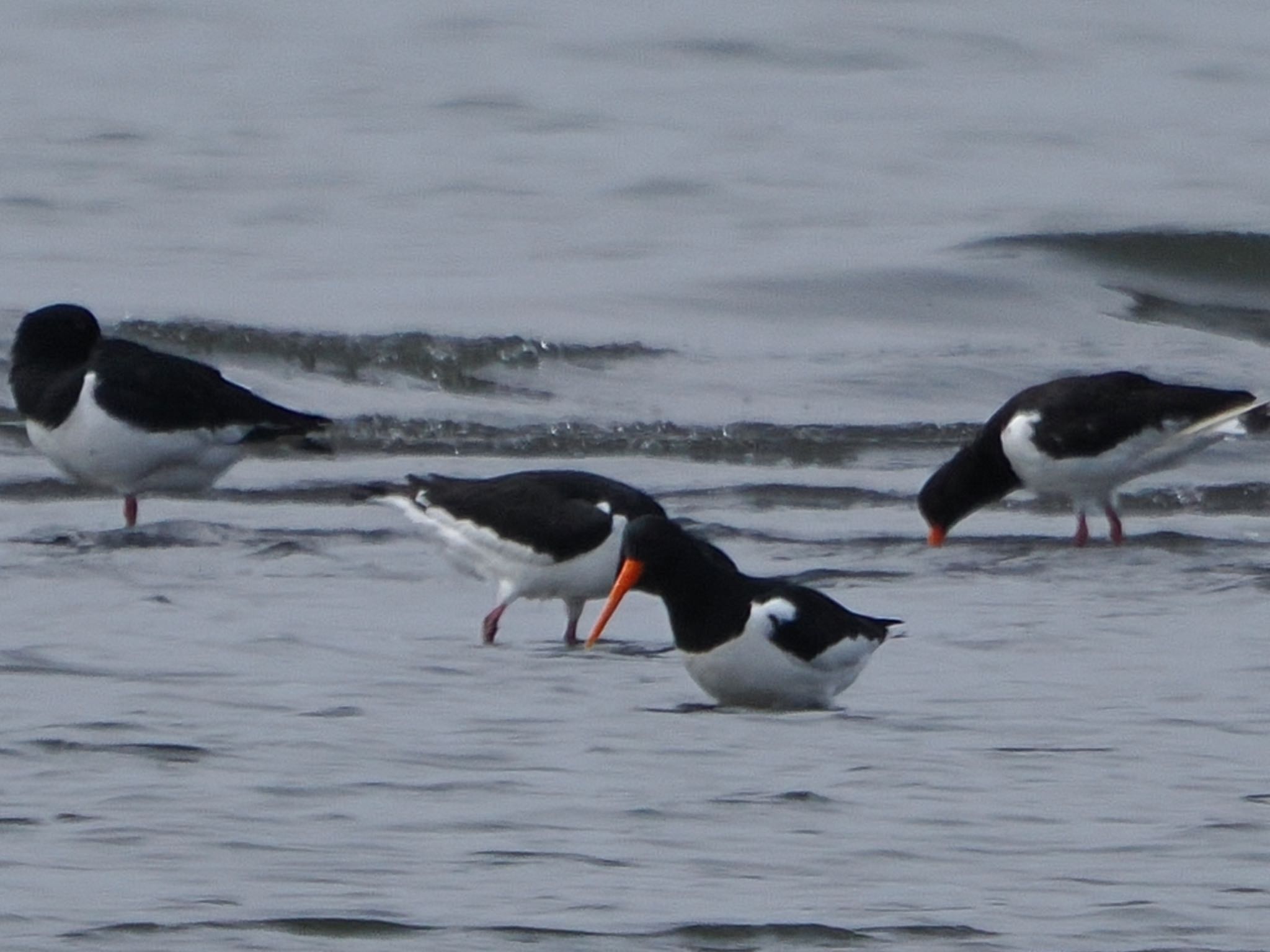 Eurasian Oystercatcher