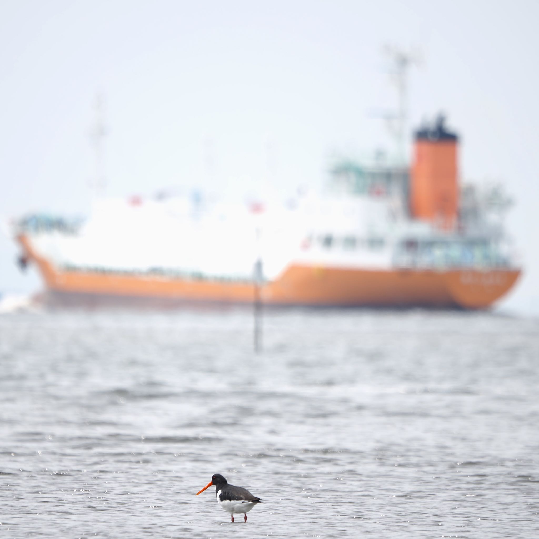 Eurasian Oystercatcher