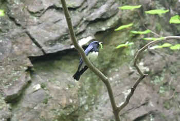 Blue-and-white Flycatcher Unknown Spots Tue, 5/17/2022