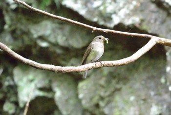 Blue-and-white Flycatcher Unknown Spots Tue, 5/17/2022