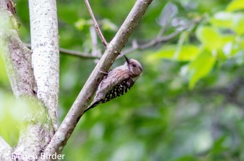 Japanese Pygmy Woodpecker 東京都立桜ヶ丘公園(聖蹟桜ヶ丘) Sun, 5/15/2022