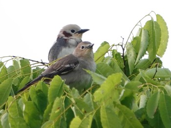 Chestnut-cheeked Starling 道の駅いわいずみ Mon, 5/16/2022