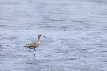 チュウシャクシギ 東京港野鳥公園 2022年5月8日(日)