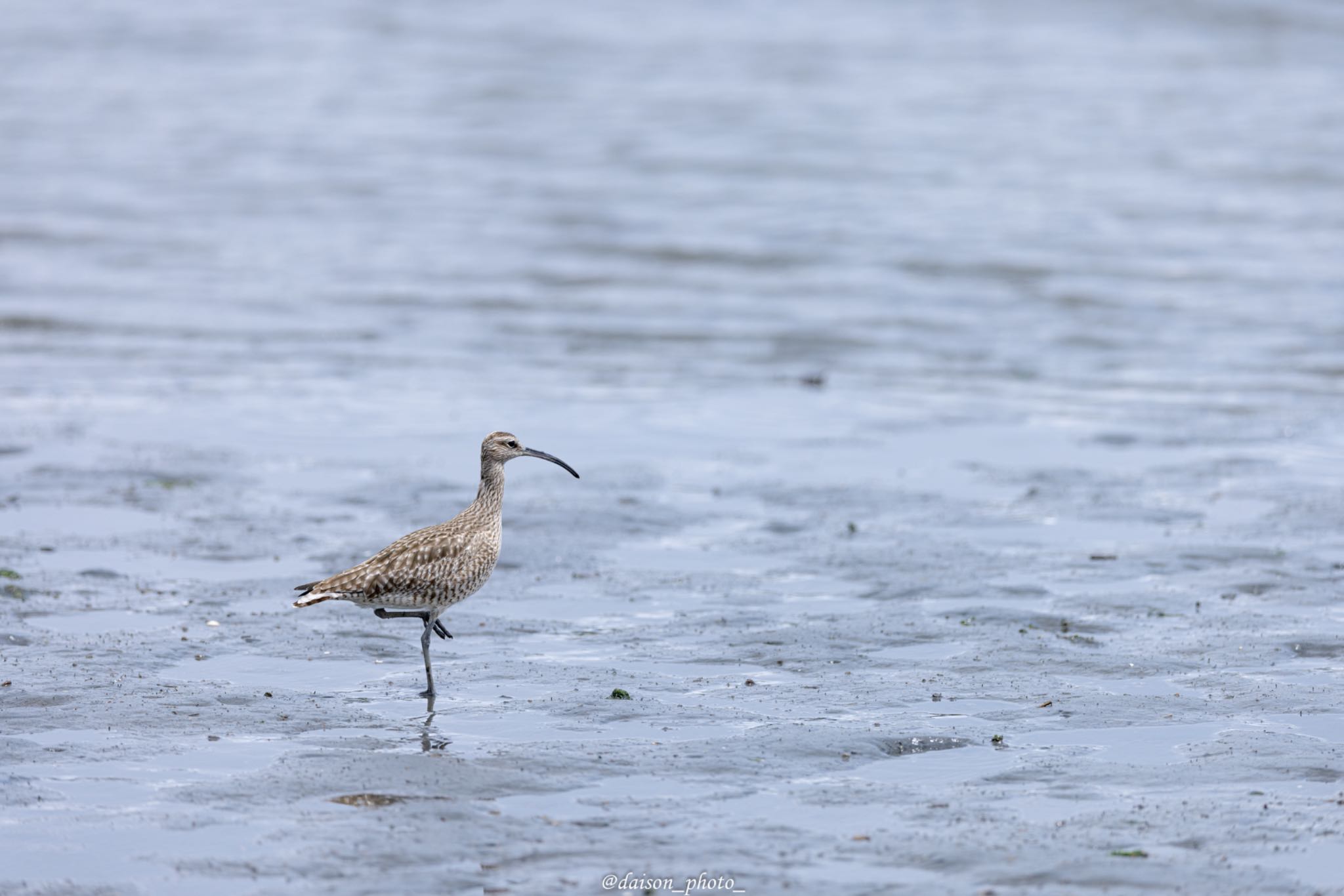 東京港野鳥公園 チュウシャクシギの写真 by Daison