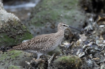 チュウシャクシギ 東京港野鳥公園 2022年5月8日(日)