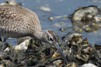 チュウシャクシギ 東京港野鳥公園 2022年5月8日(日)