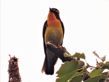 2022年5月17日(火) 舞岡公園の野鳥観察記録