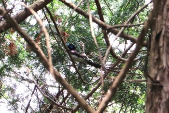 サンコウチョウ 静岡県 2022年5月15日(日)