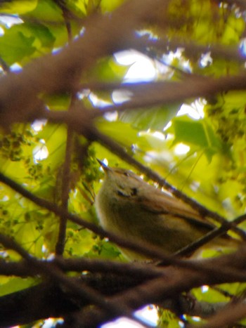 Japanese Bush Warbler 茨戸川緑地 Sun, 5/15/2022