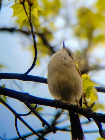 Japanese Bush Warbler 茨戸川緑地 Sun, 5/15/2022