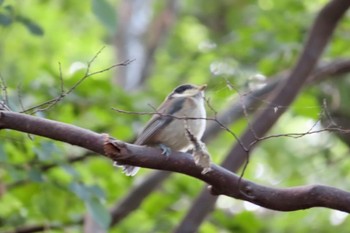 2022年5月15日(日) 庚申山の野鳥観察記録