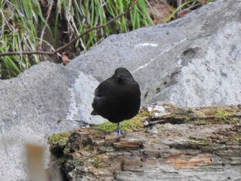 2022年5月7日(土) 然別湖、糠平の野鳥観察記録