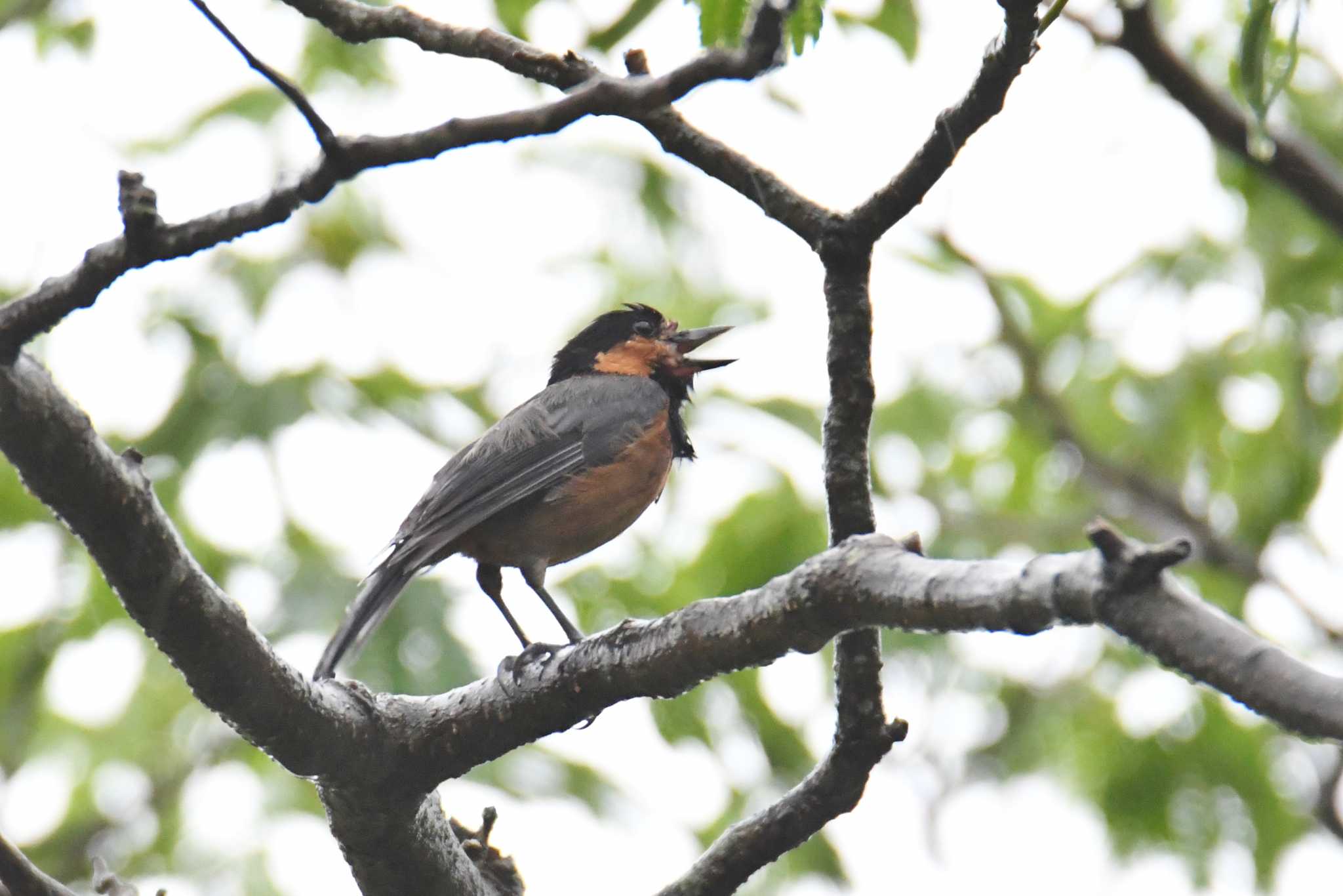 Owston's Tit