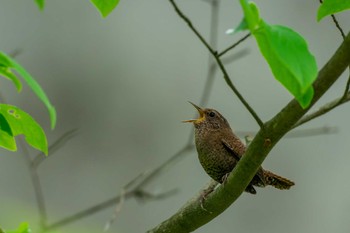 Eurasian Wren 臥竜山麓八幡原公園 Sun, 5/15/2022