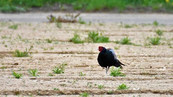 キジ 佐久広域(南佐久) 2022年5月15日(日)