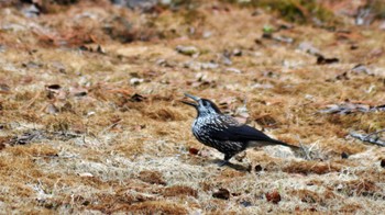 Spotted Nutcracker 佐久広域(南佐久) Sun, 5/15/2022