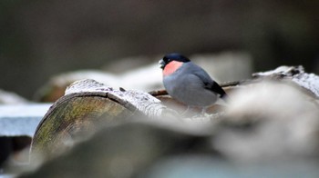 Eurasian Bullfinch 佐久広域(南佐久) Sun, 5/15/2022