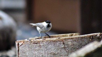 Willow Tit 佐久広域(南佐久) Sun, 5/15/2022