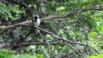 Willow Tit 佐久広域(南佐久) Sun, 5/15/2022