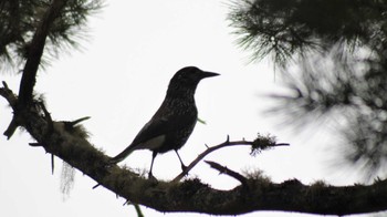 Spotted Nutcracker 佐久広域(南佐久) Sun, 5/15/2022